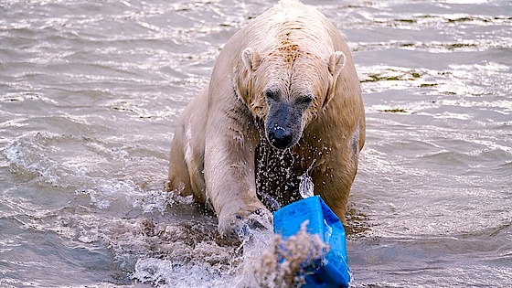 Isbjørn skubber plastic-dunk væk